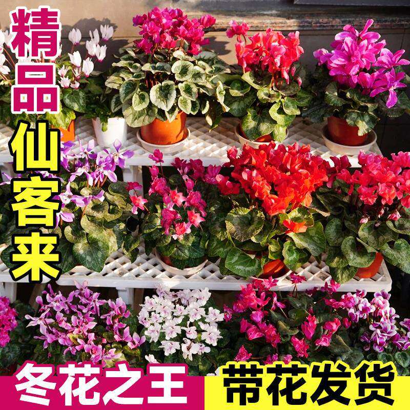 仙客来盆栽带花特大号兔子花卉植物室内重瓣蝴蝶兰好养苗庭院阳台,淘宝优惠券,粉丝福利购,淘宝优惠卷