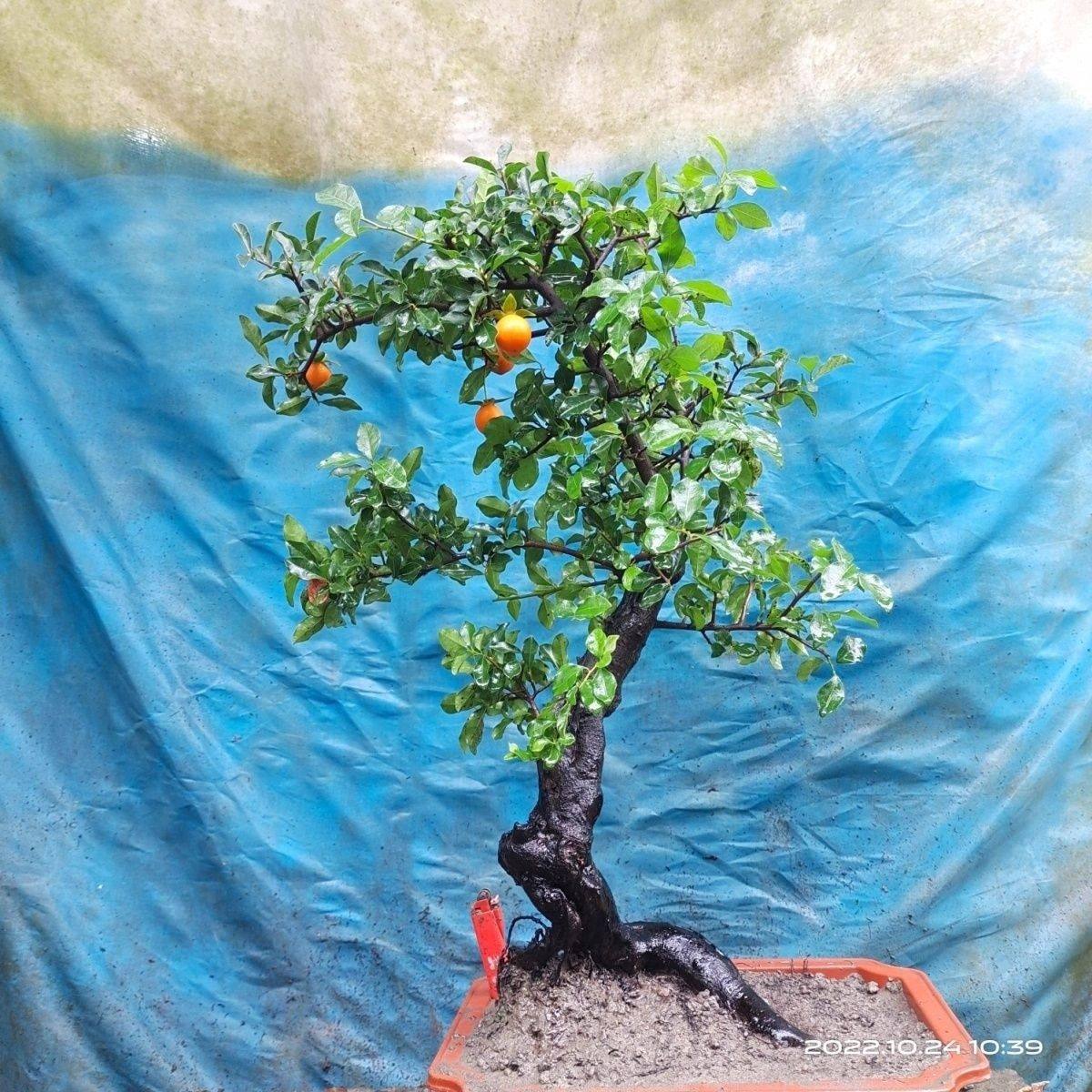 金弹子可挂果盆栽四川小叶金单子带造型观果盆景小苗母桩练手母带,淘宝优惠券,粉丝福利购,淘宝优惠卷