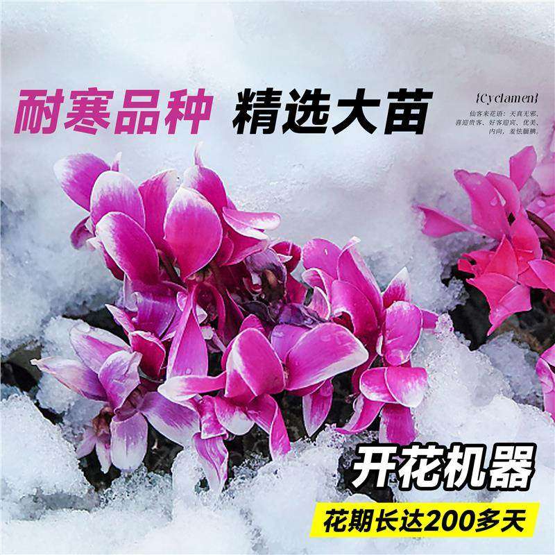 仙客来盆栽带花特大号兔子花卉植物室内重瓣蝴蝶兰好养苗庭院阳台,淘宝优惠券,粉丝福利购,淘宝优惠卷