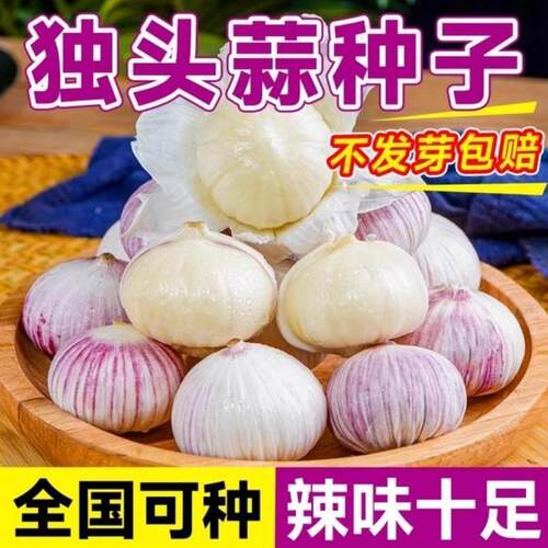 紫皮独头蒜种籽正品蔬菜种子苗四川大头蒜种子新品独头大蒜四季 - 图0