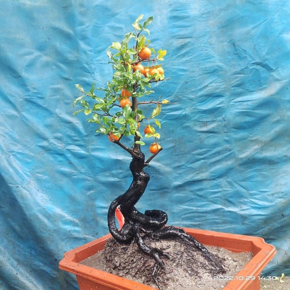 金弹子可挂果盆栽四川小叶金单子带造型观果盆景小苗母桩练手母带,淘宝优惠券,粉丝福利购,淘宝优惠卷