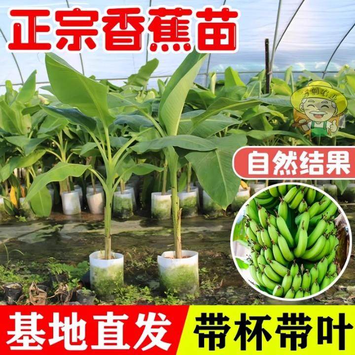 香蕉树苹果蕉红皮矮化芭蕉盆栽水果苗庭院当年结果抗寒盆栽易成活,淘宝优惠券,粉丝福利购,淘宝优惠卷