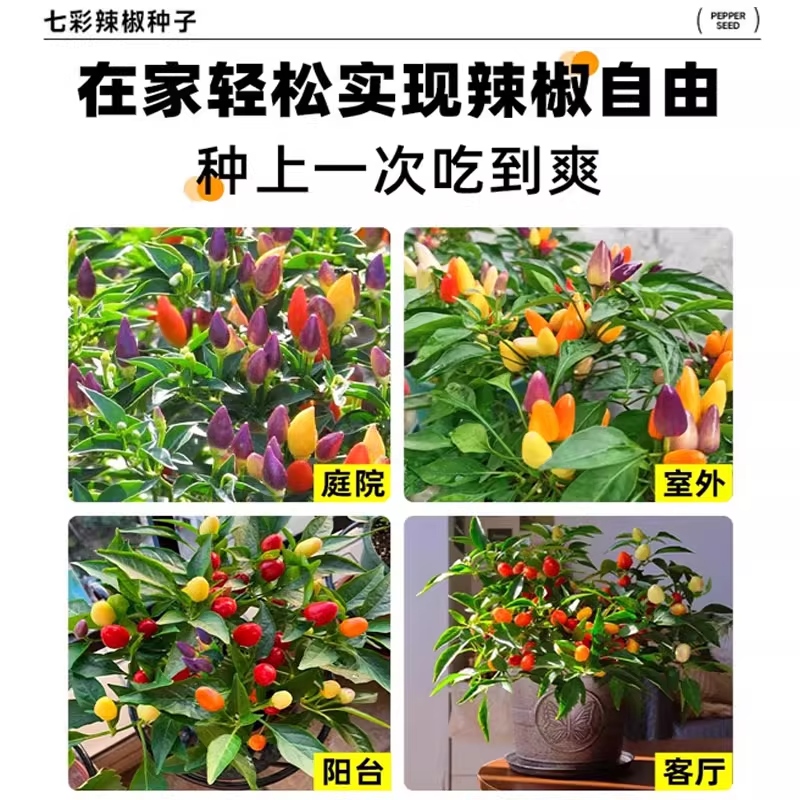 寿光七彩小辣椒苗秧观赏食用多彩尖椒红小米美人种子四季阳台盆栽 - 图2