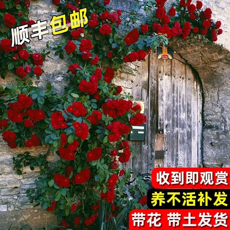 藤本月季大花浓香四季开花蔷薇花苗爬藤攀援植物庭院阳台玫瑰盆栽,淘宝优惠券,粉丝福利购,淘宝优惠卷