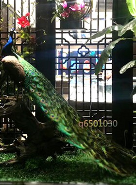 天然蓝孔雀标本 白孔雀羽毛仿真鸟类动物标本 装饰品手工艺品