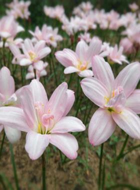 【种球~重瓣风雨兰胖丽丽 垂筒 初球恋开花种 球多年生 夏季花四