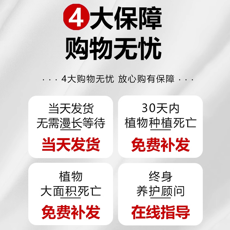 虎刺梅大叶大花铁海棠盆栽室内花卉喜阴绿植物好养活阳台四季开花 - 图2
