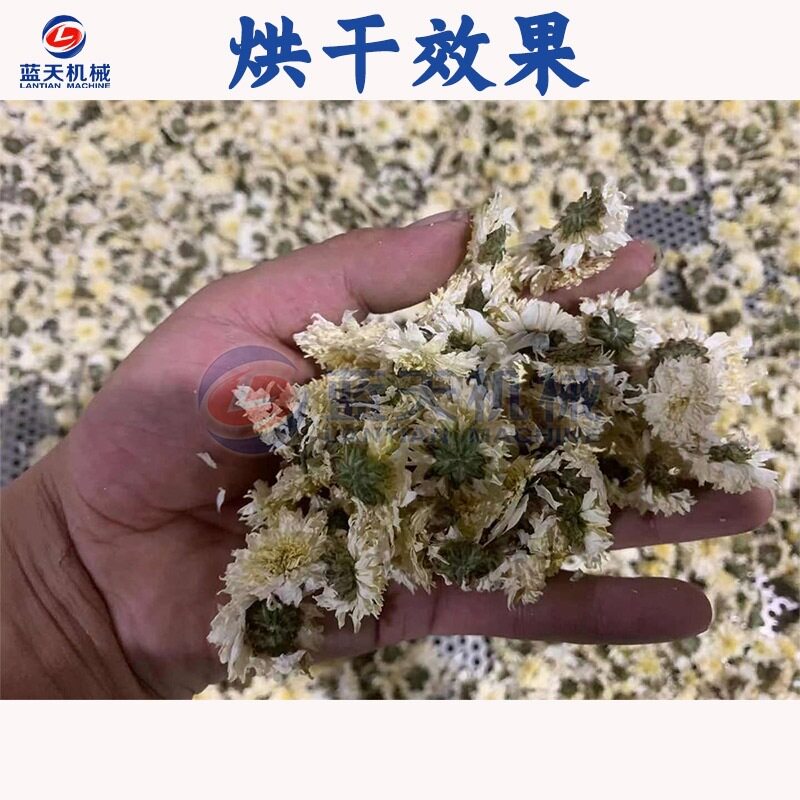 Air energy white chrysanthemum dryer Anhui Bozhou chrysanthemum dehumidification and drying room Huaiju Qiju intelligent drying equipment