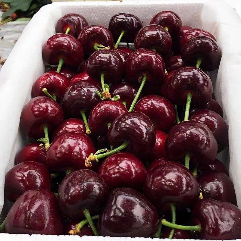 智利车厘子新鲜水果包邮5斤礼盒装当季整箱孕妇进口大樱桃3j4j - 图1