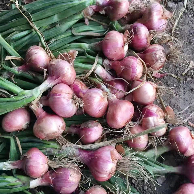 云南新鲜食材农家甄选品质新鲜现挖红紫皮洋葱圆葱包邮到家洋葱,淘宝优惠券,粉丝福利购,淘宝优惠卷