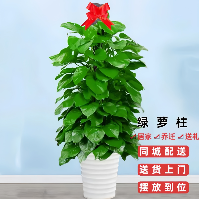发财树金橘树天堂鸟客厅前台办公室乔迁开业大型绿植盆栽送货上门,淘宝优惠券,粉丝福利购,淘宝优惠卷