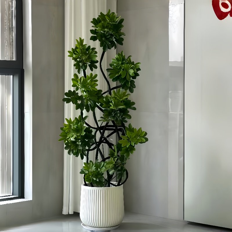 发财树金橘树天堂鸟客厅前台办公室乔迁开业大型绿植盆栽送货上门,淘宝优惠券,粉丝福利购,淘宝优惠卷