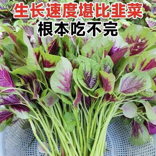 冬寒菜四季苋菜籽食用秋冬季懒人紫色家庭阳台种植盆栽各种菜种子 - 图2
