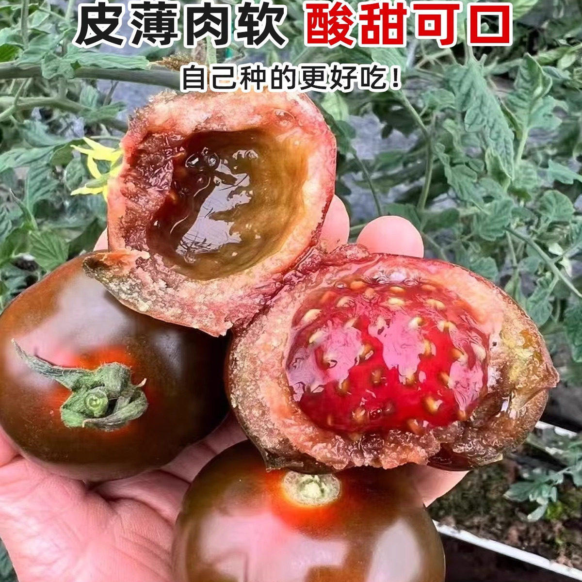糖水黑珍珠黑番茄种子黑柿子小番茄籽圣女果阳台盆栽蔬菜种子苗秧,淘宝优惠券,粉丝福利购,淘宝优惠卷