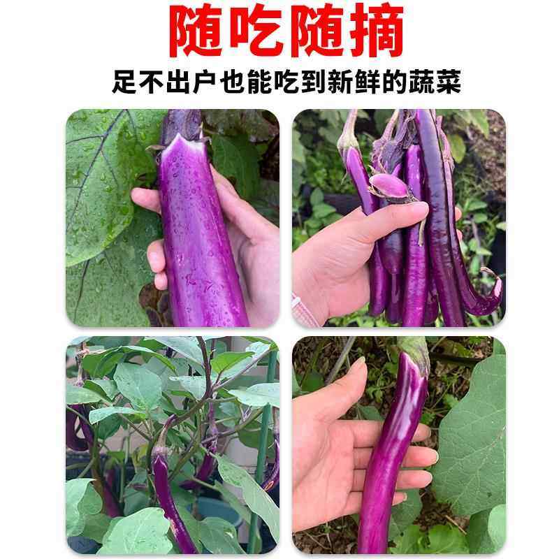 特长紫线茄种子耐寒杭茄一号紫红茄高产早熟种籽阳台盆栽蔬菜种子,淘宝优惠券,粉丝福利购,淘宝优惠卷