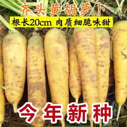 【今年新种】黄参水果胡萝卜种孑齐头黄胡萝卜种春秋季蔬菜种子 - 图1