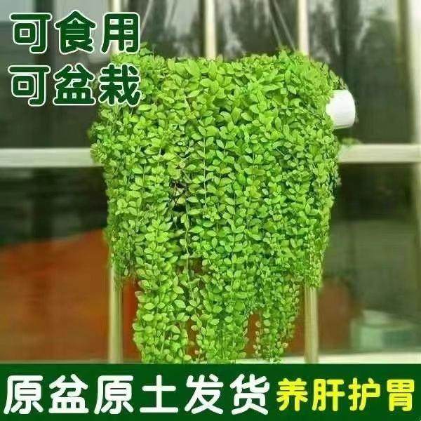 正宗垂盆草盆栽中药苗食用养肝草护肝吊兰绿植耐寒四季懒人好养活,淘宝优惠券,粉丝福利购,淘宝优惠卷