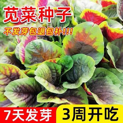 冬寒菜四季苋菜籽食用秋冬季懒人紫色家庭阳台种植盆栽各种菜种子 - 图1