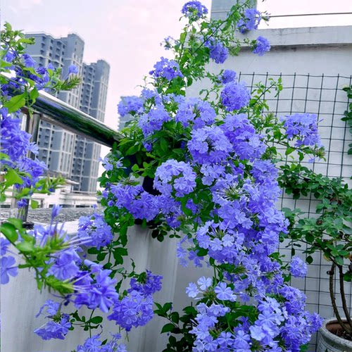 蓝雪花苗盆栽阳台观花耐热好养植物花园庭院爬藤攀援花藤本耐寒 - 图0