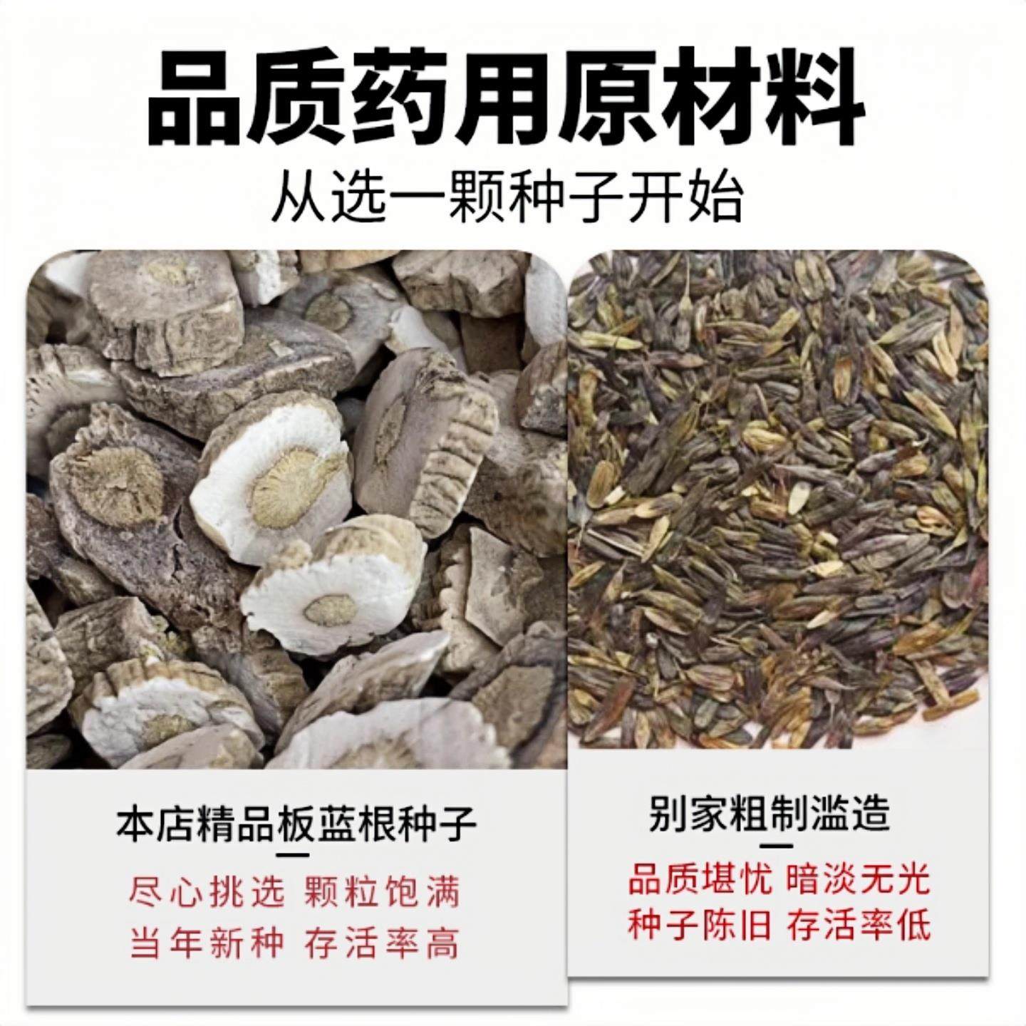 板蓝根青菜种子阳台种菜菜籽种植阳台庭院春秋植物盆栽蔬菜种籽,淘宝优惠券,粉丝福利购,淘宝优惠卷