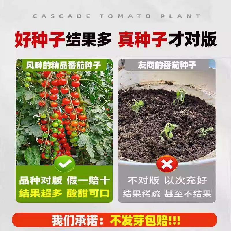 瀑布番茄种子樱桃小西红柿籽盆栽阳台小院种植生长移栽水果种籽,淘宝优惠券,粉丝福利购,淘宝优惠卷