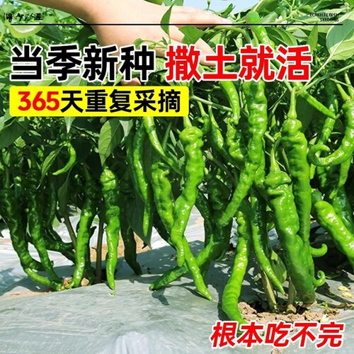正宗樟树港辣椒苗秧苗湖南辣椒种籽子四季朝天椒辣椒种孑盆栽大全 - 图0