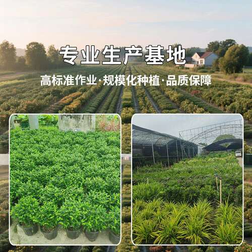 薄荷苗可食用薄荷耐寒正宗可吃用薄荷叶苗驱蚊草花卉室内阳台 - 图3