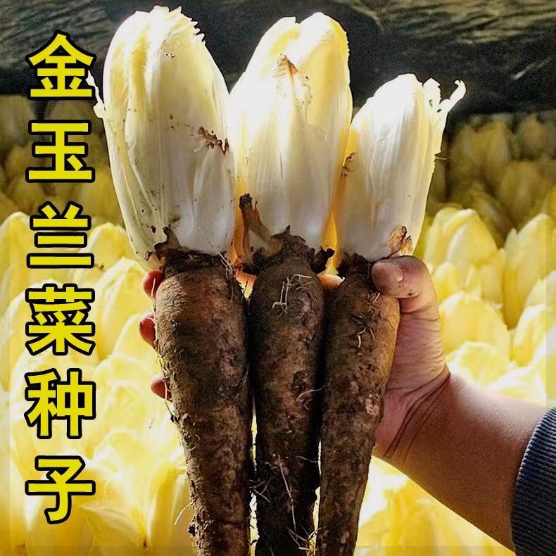 金玉兰菜种子一年四季多年生王兰菊苣种子籽阳台盆栽白玉兰菜种籽,淘宝优惠券,粉丝福利购,淘宝优惠卷