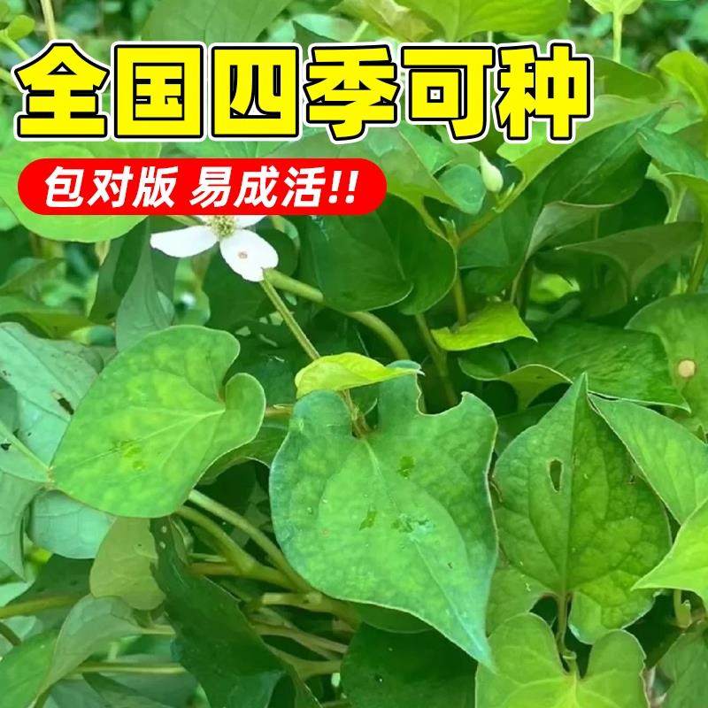 野生鱼腥草种子种苗+四川正宗新鲜折耳根苗家庭园艺四季盆栽,淘宝优惠券,粉丝福利购,淘宝优惠卷