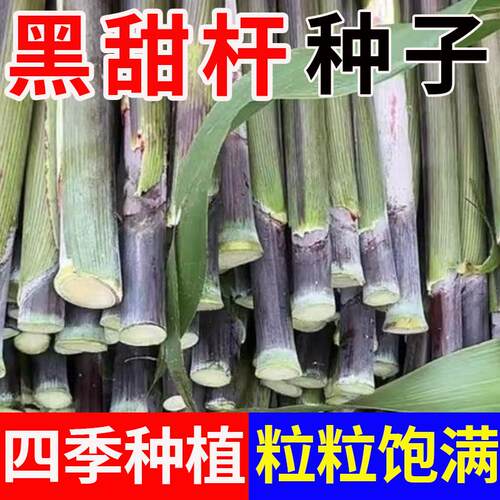 黑皮甜杆种子根根甜糖度高汁水足小菜园种植春夏秋四季播水果种孑 - 图3