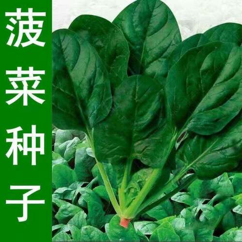 传统老菠种子红根大叶菠菜菜耐寒耐热可越冬田园易种植易管理蔬菜 - 图3