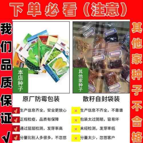 一米青贡菜种子四季耐高温耐寒苔干菜种籽专用笋干山蛰菜响菜蔬种 - 图0
