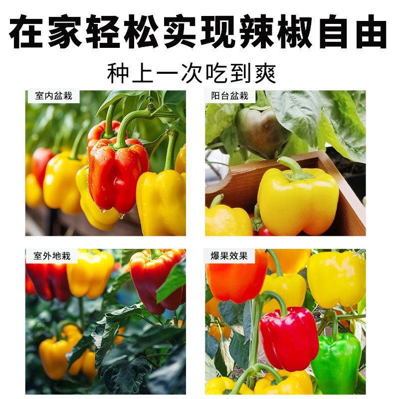 五彩甜椒种子大果高产水果辣椒灯笼椒甜椒种籽庭院阳台盆栽辣椒苗,淘宝优惠券,粉丝福利购,淘宝优惠卷