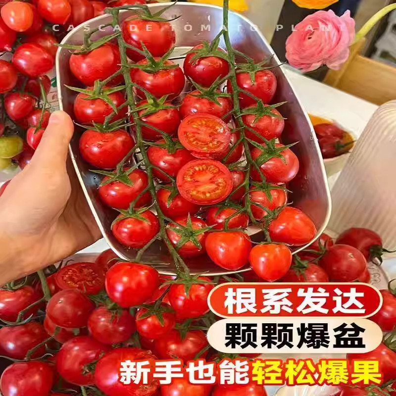 瀑布番茄种子樱桃小西红柿籽盆栽阳台小院种植生长移栽水果种籽,淘宝优惠券,粉丝福利购,淘宝优惠卷