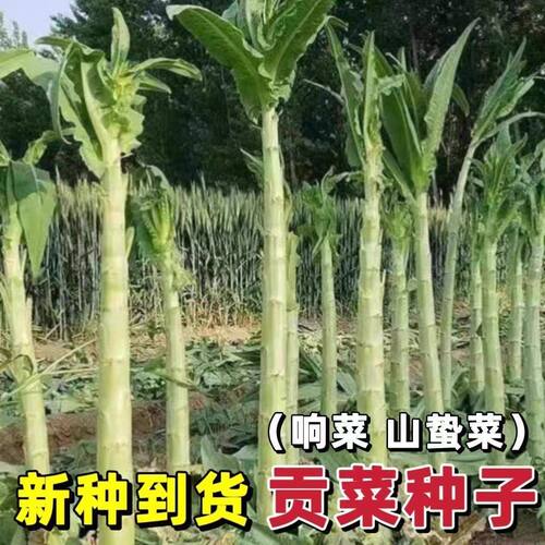 一米青贡菜种子四季耐高温耐寒苔干菜种籽专用笋干山蛰菜响菜蔬种 - 图2