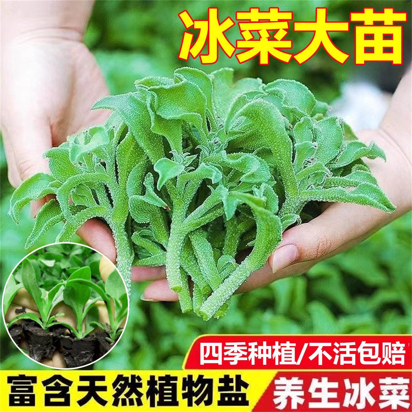 冰菜大苗水晶冰菜秧苗四季种植盆栽耐寒蔬菜苗冰菜幼苗种籽带土球,淘宝优惠券,粉丝福利购,淘宝优惠卷