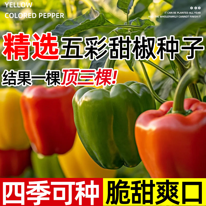 五彩甜椒种子大果高产水果辣椒灯笼椒甜椒种籽庭院阳台盆栽辣椒苗,淘宝优惠券,粉丝福利购,淘宝优惠卷