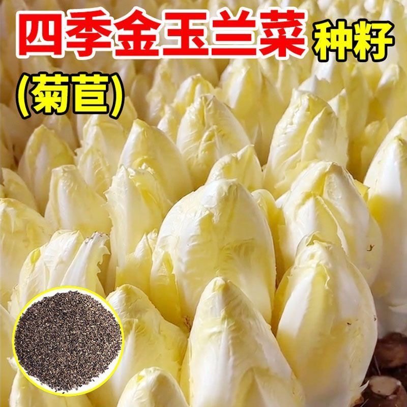 金玉兰菜种子一年四季多年生王兰菊苣种子籽阳台盆栽白玉兰菜种籽,淘宝优惠券,粉丝福利购,淘宝优惠卷