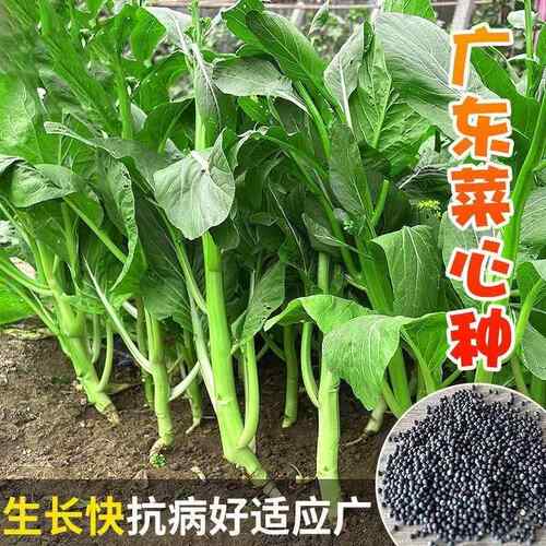 【20天采摘】四季菜心种盆栽四九甜菜心籽割了又长青菜籽蔬菜种籽 - 图1