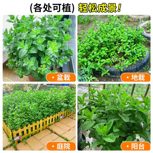 薄荷苗可食用薄荷耐寒正宗可吃用薄荷叶苗驱蚊草花卉室内阳台 - 图2