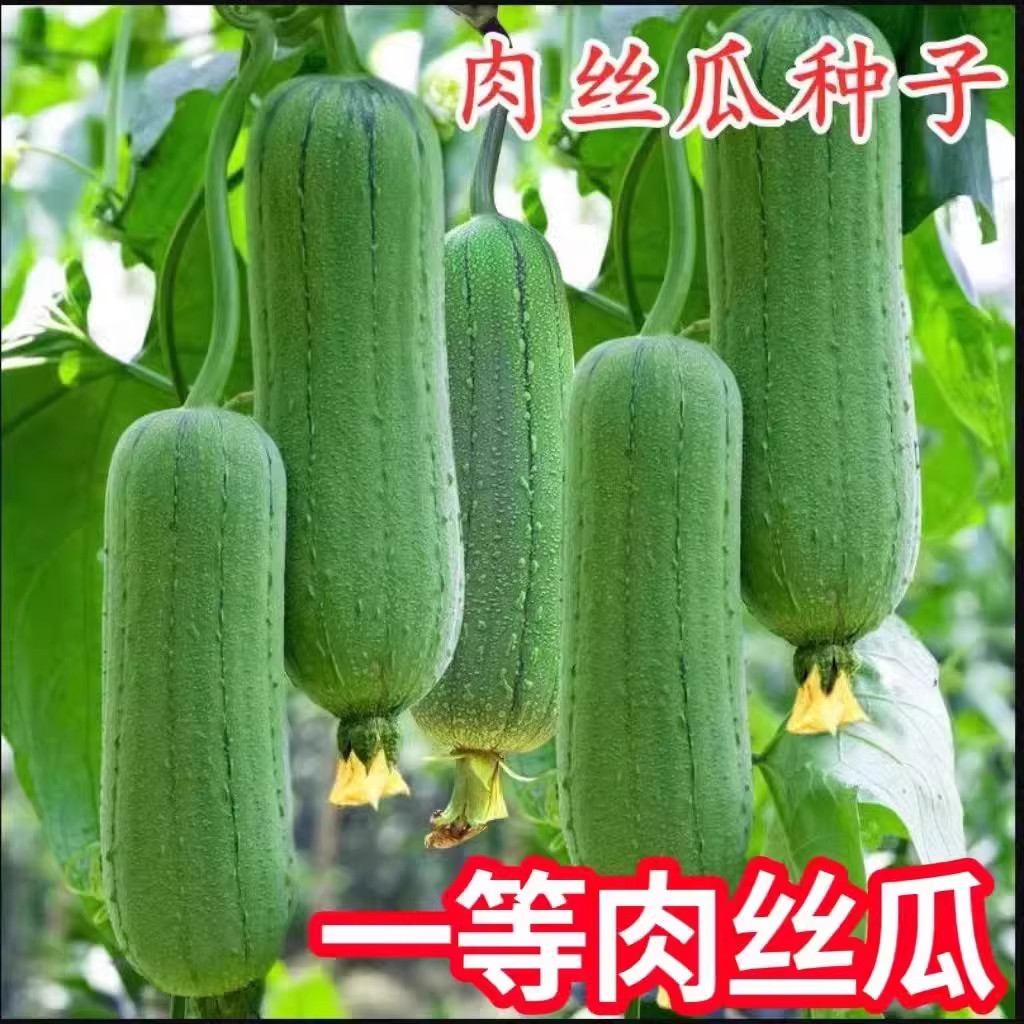 抗热耐高温肉丝瓜早熟丝瓜籽四季香丝瓜软糯肉厚皮薄庭院爬藤丝瓜,淘宝优惠券,粉丝福利购,淘宝优惠卷