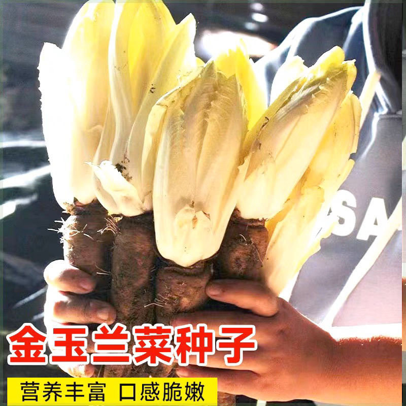 金玉兰菜种子一年四季多年生王兰菊苣种子籽阳台盆栽白玉兰菜种籽,淘宝优惠券,粉丝福利购,淘宝优惠卷