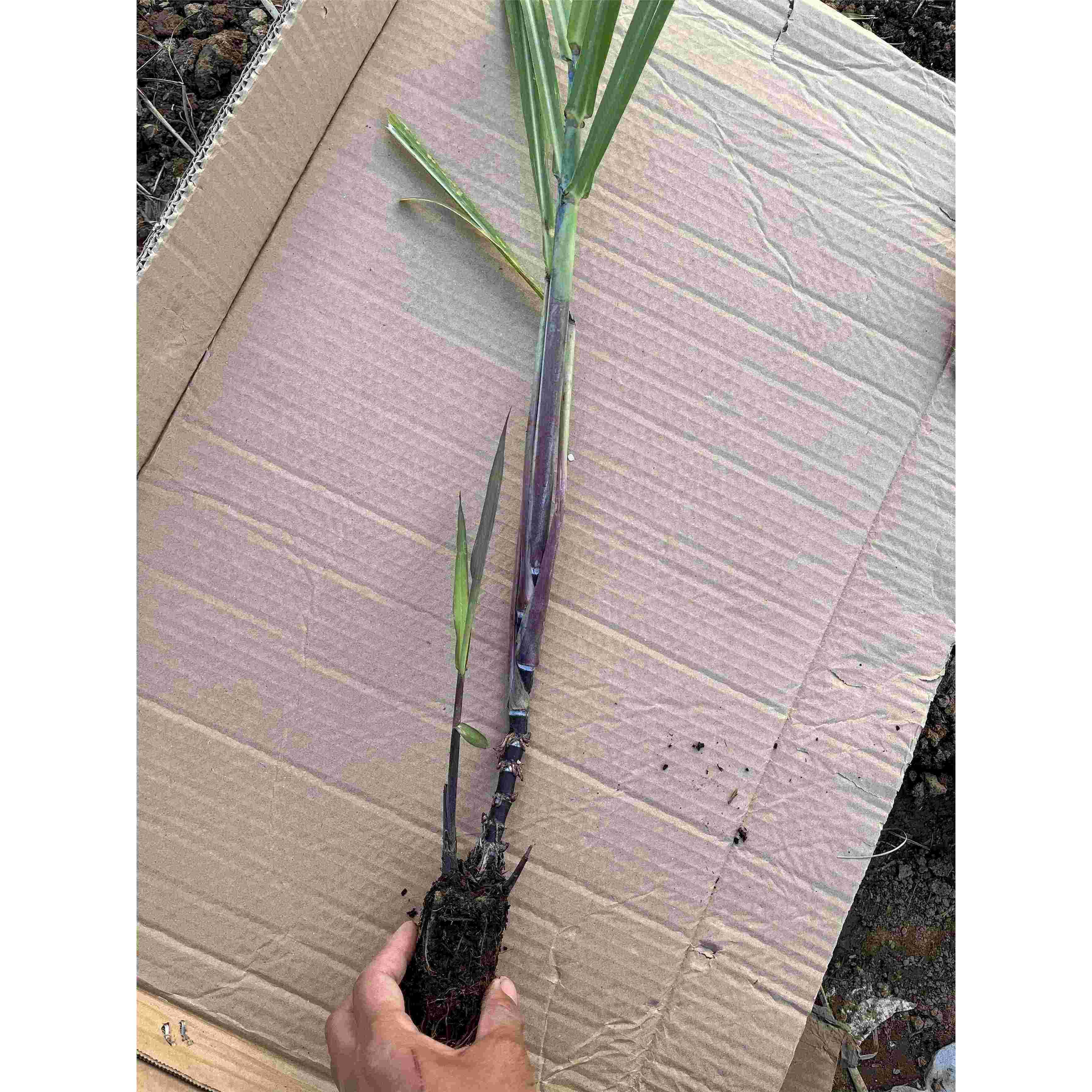 迷你小甘蔗广西甘蔗盆栽盆景南北甘蔗苗室内室外盆栽黑皮甘蔗,淘宝优惠券,粉丝福利购,淘宝优惠卷