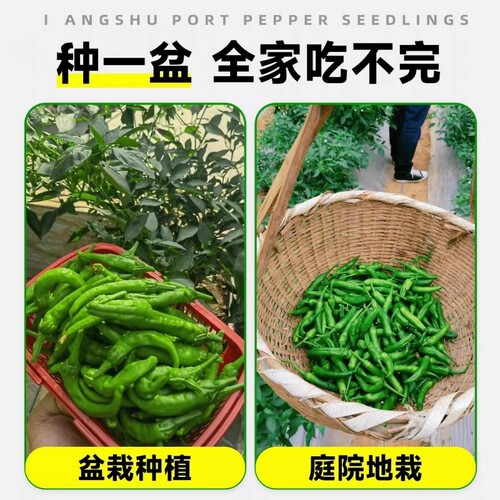 正宗樟树港辣椒苗秧苗湖南辣椒种籽子四季朝天椒辣椒种孑盆栽大全 - 图3