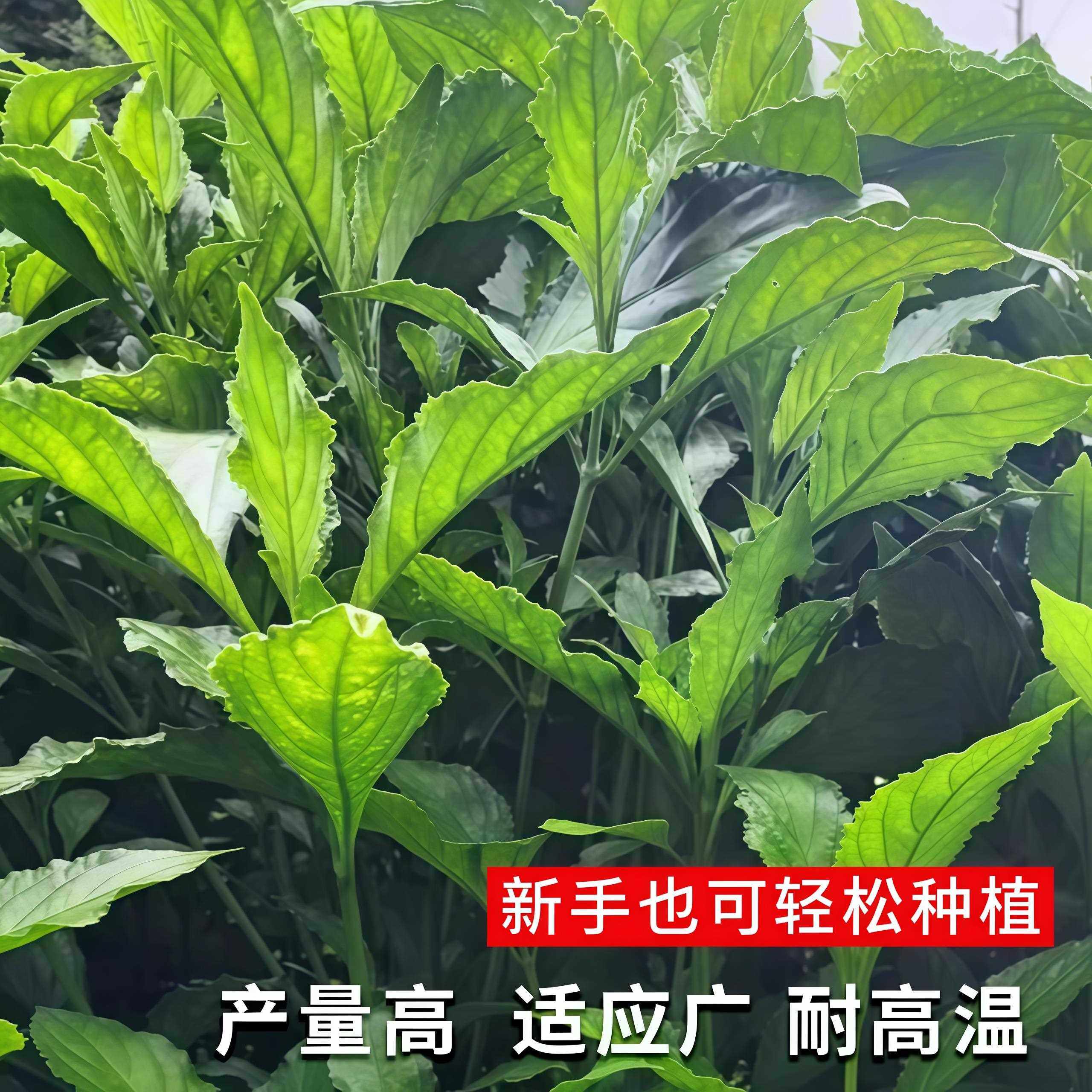 板蓝根青菜种子阳台种菜菜籽种植阳台庭院春秋植物盆栽蔬菜种籽,淘宝优惠券,粉丝福利购,淘宝优惠卷