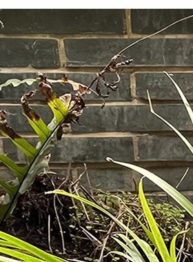 喝水鸭子摆件庭院假山造景鱼池水缸养鱼古法养鱼流水景观树脂工艺