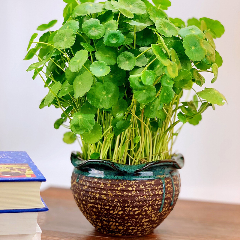 晓煜无孔水培植物陶瓷大号花盆古典铜钱草碗莲多肉植物盆地面包邮 - 图0