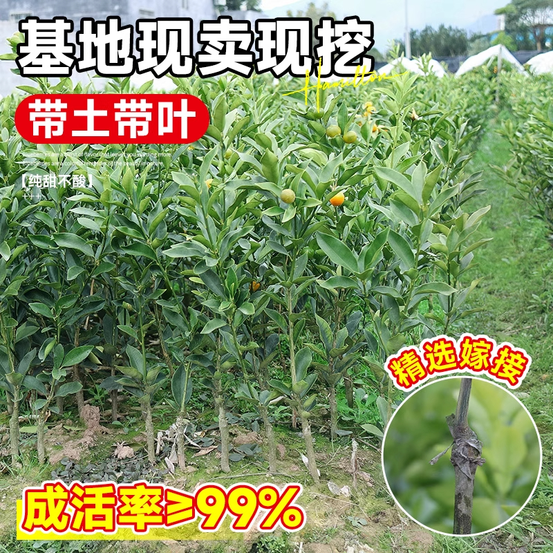正宗脆皮金桔树盆栽树苗带果可食用客厅四季金桔大树室外庭院果树 - 图1