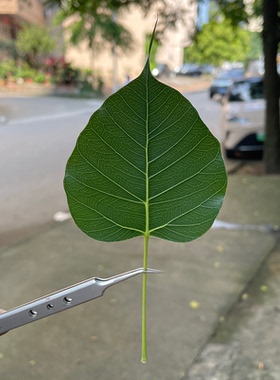 专用叶脉制作配材供应商