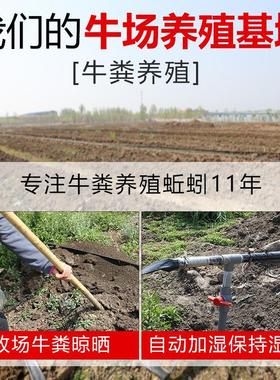 蚯蚓活饵鲜活红虫垂钓鱼饵料鲫鱼